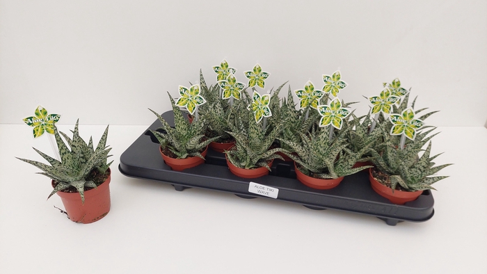 <h4>ALOE OV</h4>