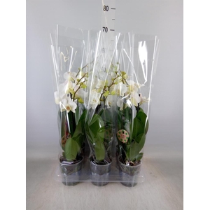 Phalaenopsis   ...white