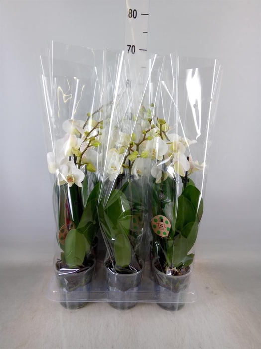 <h4>Phalaenopsis   ...white</h4>