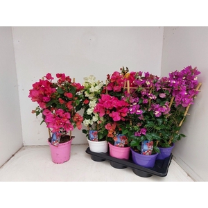 BOUGAINV DANIA