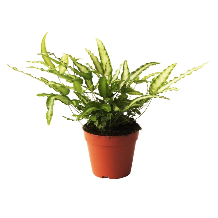 <h4>Pteris Cretica 'Albolineata' (Vleugelvaren)</h4>