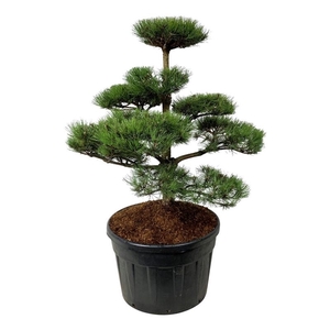 Pinus nigra nigra