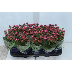 KALANCHOE DOBRADO P11 LILAS