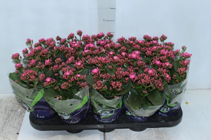 <h4>KALANCHOE DOBRADO P11 LILAS</h4>