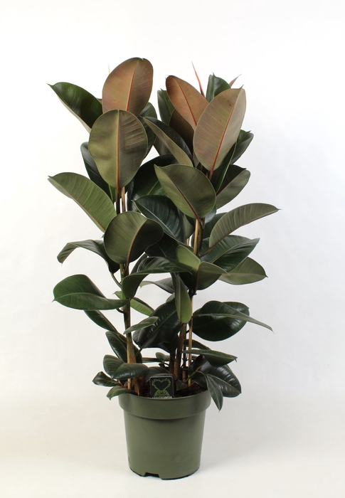 <h4>Ficus Elastica Robusta</h4>
