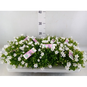 Campanula porten. 'Ambella White'