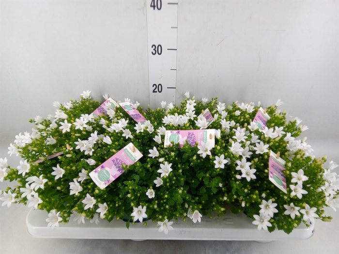 <h4>Campanula porten. 'Ambella White'</h4>
