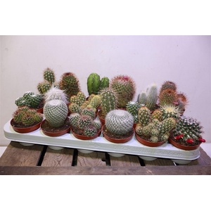 Cactus Gem
