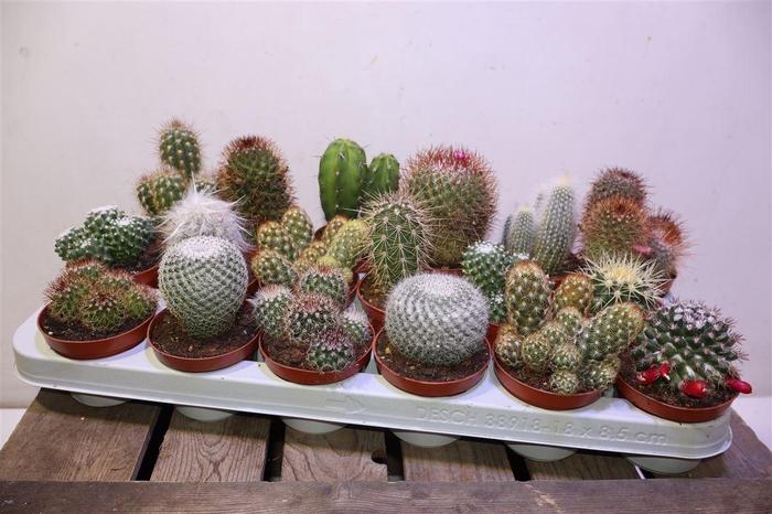 <h4>Cactus Gem</h4>