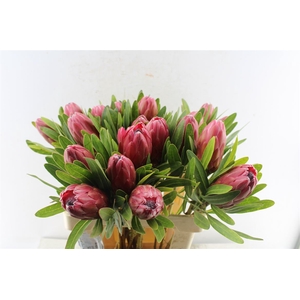 Protea Lancelot