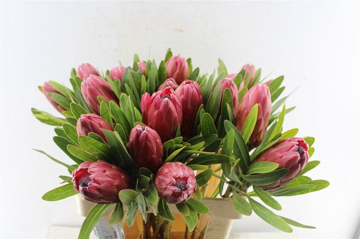 <h4>Protea Lancelot</h4>