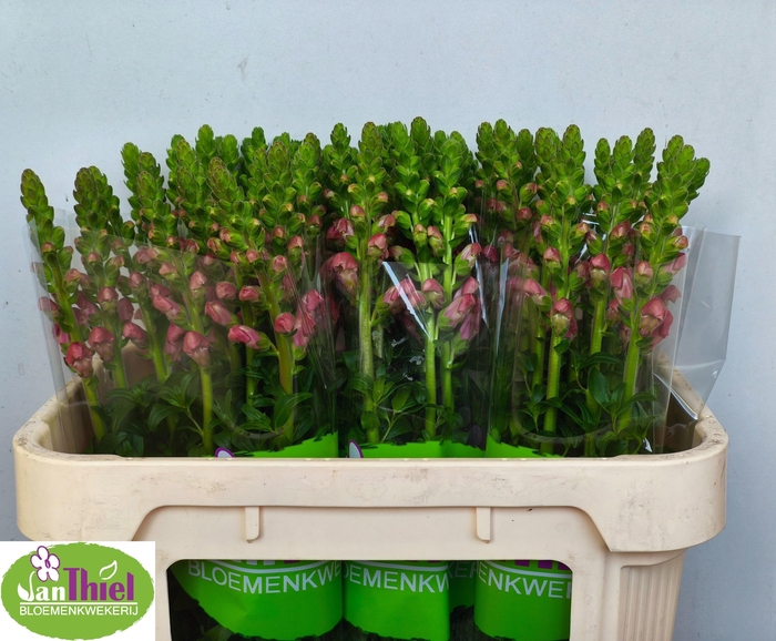 Antir Antibes Rose X5