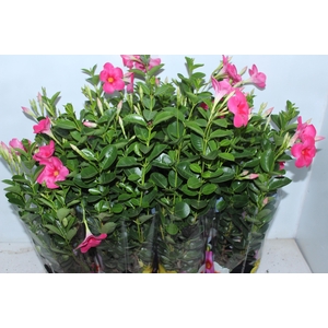 MANDEVILLA ROSE QUEEN P14 PREMIUM
