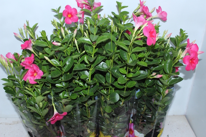 <h4>MANDEVILLA ROSE QUEEN P14 PREMIUM</h4>