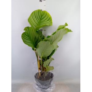 Calathea orbifolia