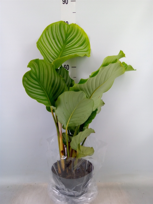 <h4>Calathea orbifolia</h4>