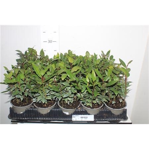 Lau Nobilis 10,5 Cm Pot