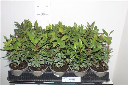 <h4>Lau Nobilis 10,5 Cm Pot</h4>