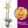 Phalaenopsis grootbloemig 2 tak oranje KR 2-70 G Karina