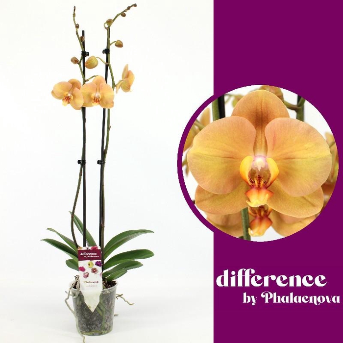 <h4>Phalaenopsis grootbloemig 2 tak oranje KR 2-70 G Karina</h4>