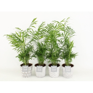 Chamaedorea in star pot