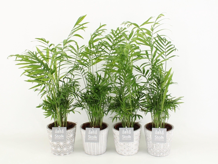 <h4>Chamaedorea in star pot</h4>