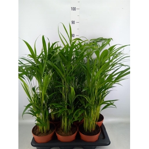 Dypsis lutescens ...Chrysalidoca