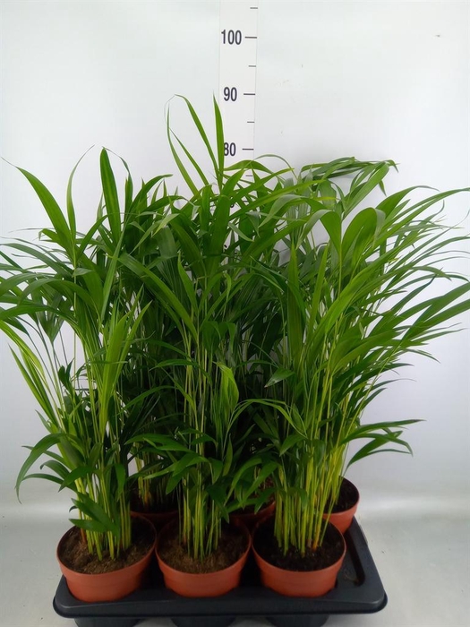 <h4>Dypsis lutescens ...Chrysalidoca</h4>