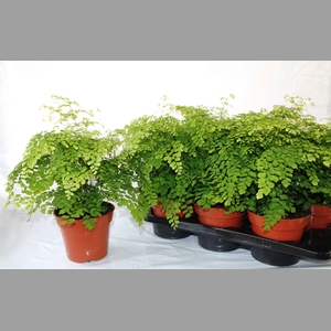 ADIAN RAD FRAGRANS