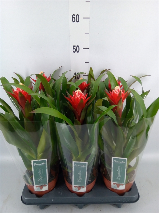 <h4>Guzmania   ...</h4>