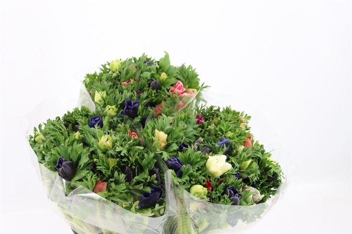 <h4>Anem Marianne Mixed</h4>