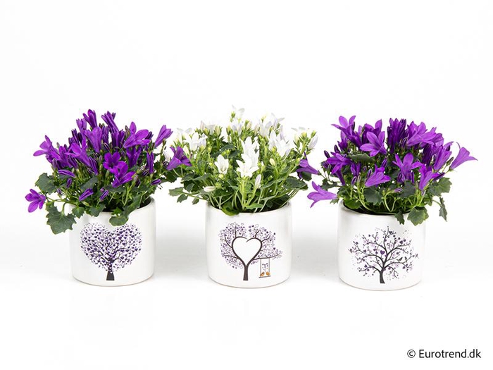 <h4>CAMPANU. PORTENSCHL p6 E 3870</h4>