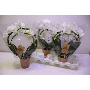 arr8 Phal Ov Wit Double Mirror