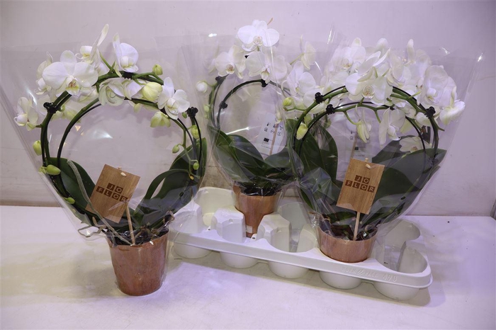 <h4>arr8 Phal Ov Wit Double Mirror</h4>