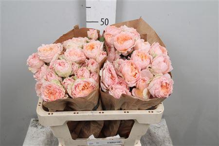 <h4>R Tr Julietta Honey</h4>