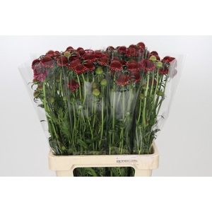 Scabiosa Scoop Hot Pink