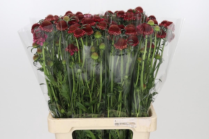 <h4>Scabiosa Scoop Hot Pink</h4>