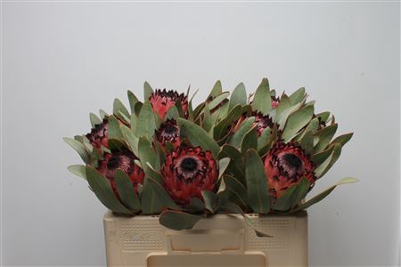 <h4>Protea Barb Ruby Princess</h4>