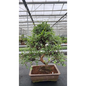 Zelkova parvifolia, pot 50 cm., height 90cm (single item)