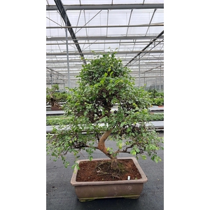Zelkova parvifolia, pot 50 cm., height 90cm (single item)