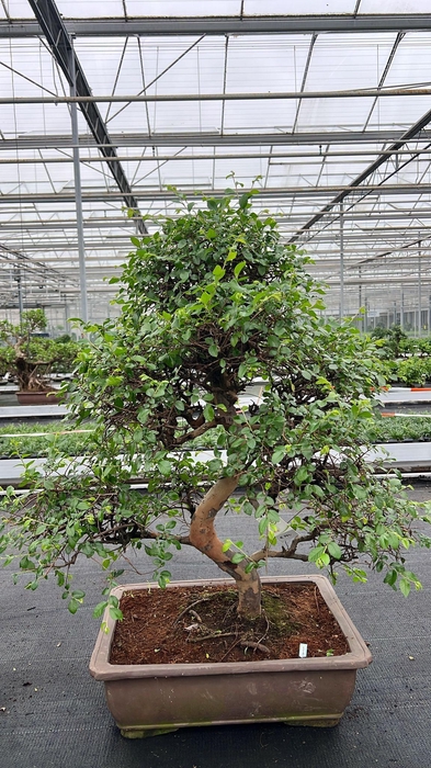 <h4>Zelkova parvifolia, pot 50 cm., height 90cm (single item)</h4>
