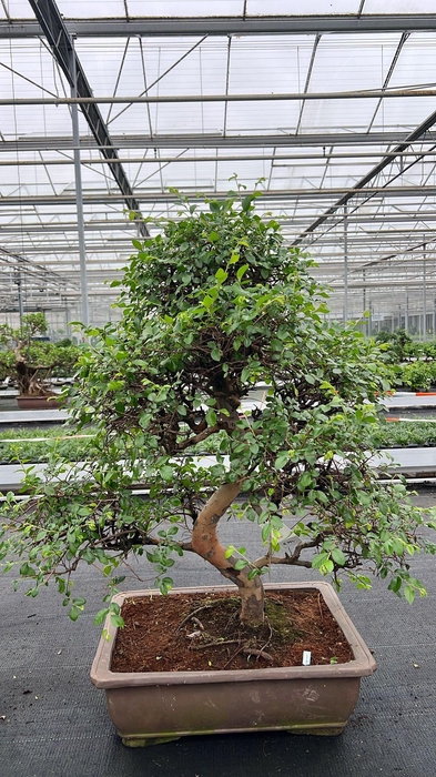 <h4>Zelkova parvifolia, pot 50 cm., height 90cm (single item)</h4>