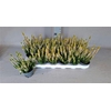 Callu Bl White