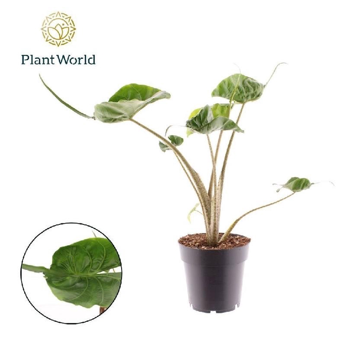 <h4>Alocasia Cucul Bambino</h4>