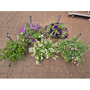 'Actie - Hangpotten 23cm diverse soorten mixlaag