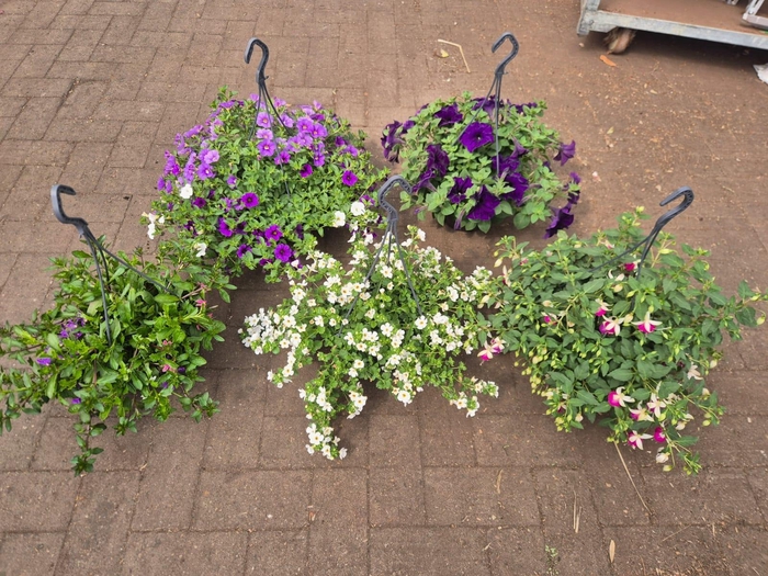 <h4>'Actie - Hangpotten 23cm diverse soorten mixlaag</h4>