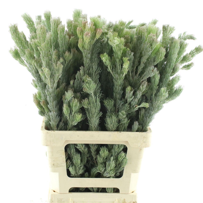 <h4>Kaaps Adenanthos</h4>