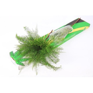 Sea Star fern (air) x4