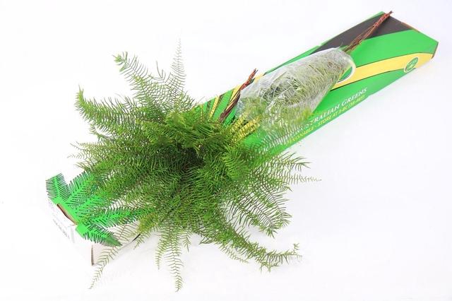 <h4>Sea Star fern (air) x4</h4>
