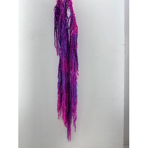 Pres Amaranthus Caud Neon Bunch Slv